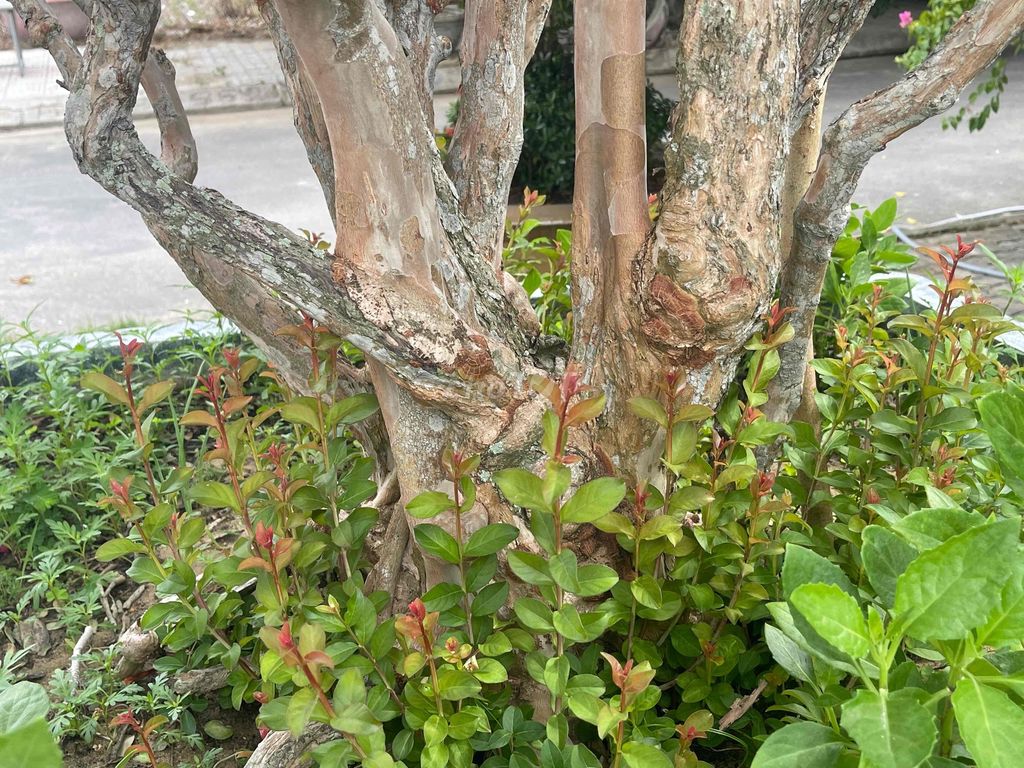 Cây tường vi đã lên nu. Mua bán Cây cảnh, đồ trang trí tại Quận Ngũ Hành Sơn Đà Nẵng được đăng bởi Linh hình 1