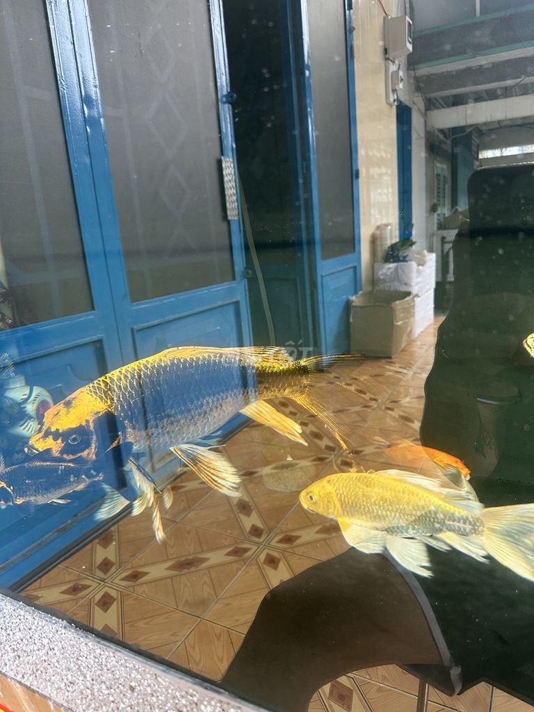 Cá chép Koi nhiều màu. Mua bán Thú cưng khác tại Thành phố Thủ Đức Tp Hồ Chí Minh được đăng bởi Long Trương hình 1