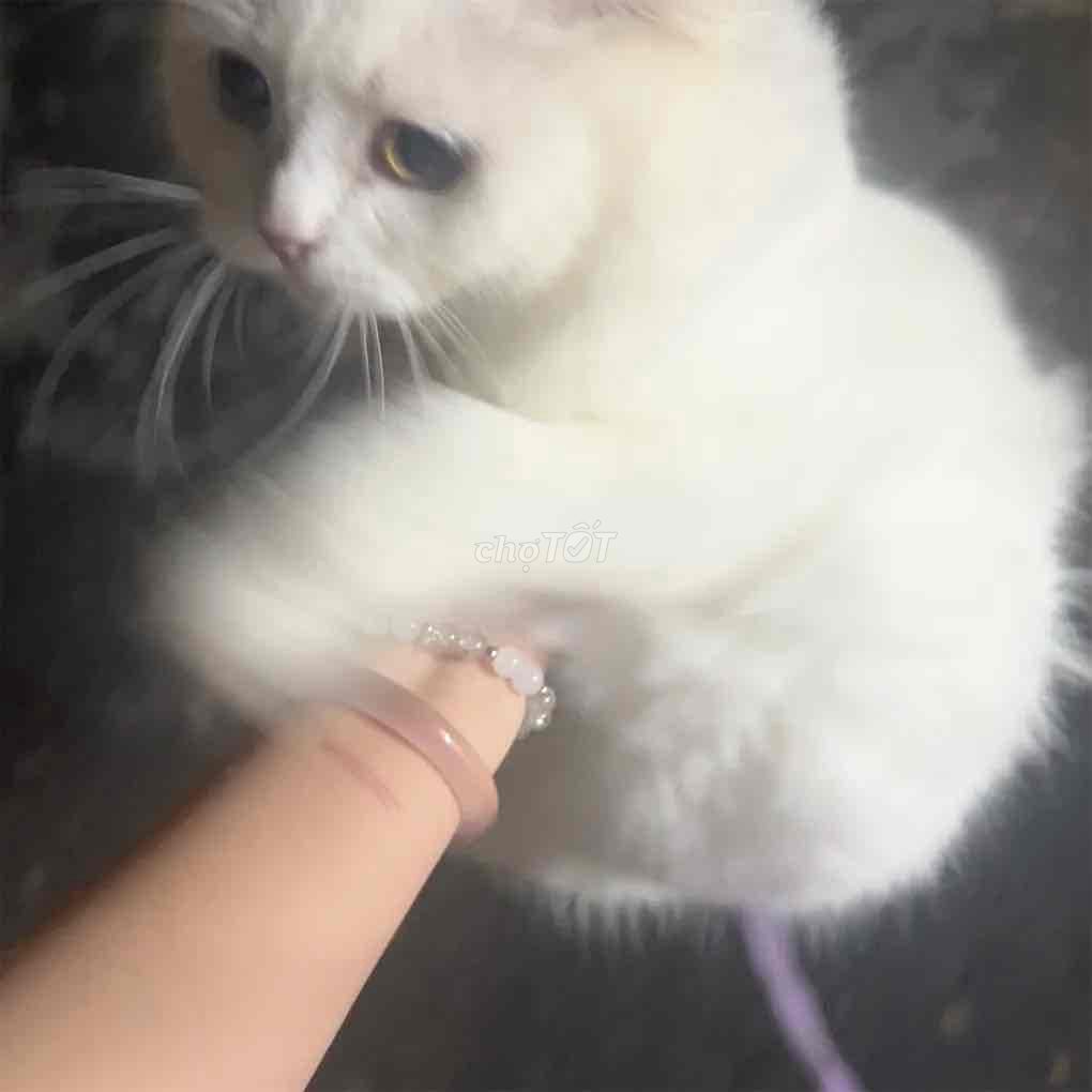 Mèo Ba Tư cái màu Trắng. Mua bán Mèo tại Quận Hải Châu Đà Nẵng được đăng bởi Lan Trinh hình 1