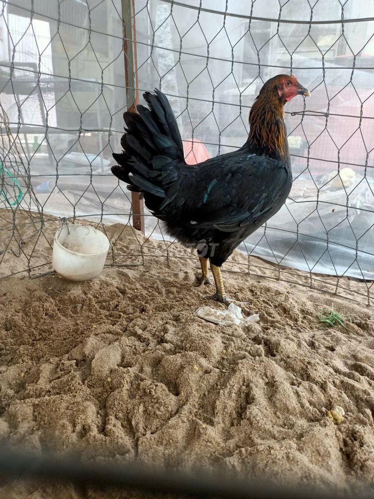 Gà Mỹ mái tơ 2kg. Mua bán Gà tại Huyện Châu Thành Kiên Giang được đăng bởi Hòa Võ hình 1