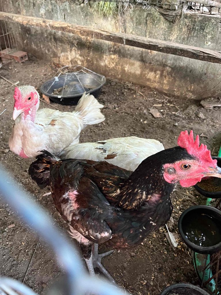 Gà bầy lai. Mua bán Gà tại Huyện Châu Thành Sóc Trăng được đăng bởi Lâm Đăng Khoa hình 1