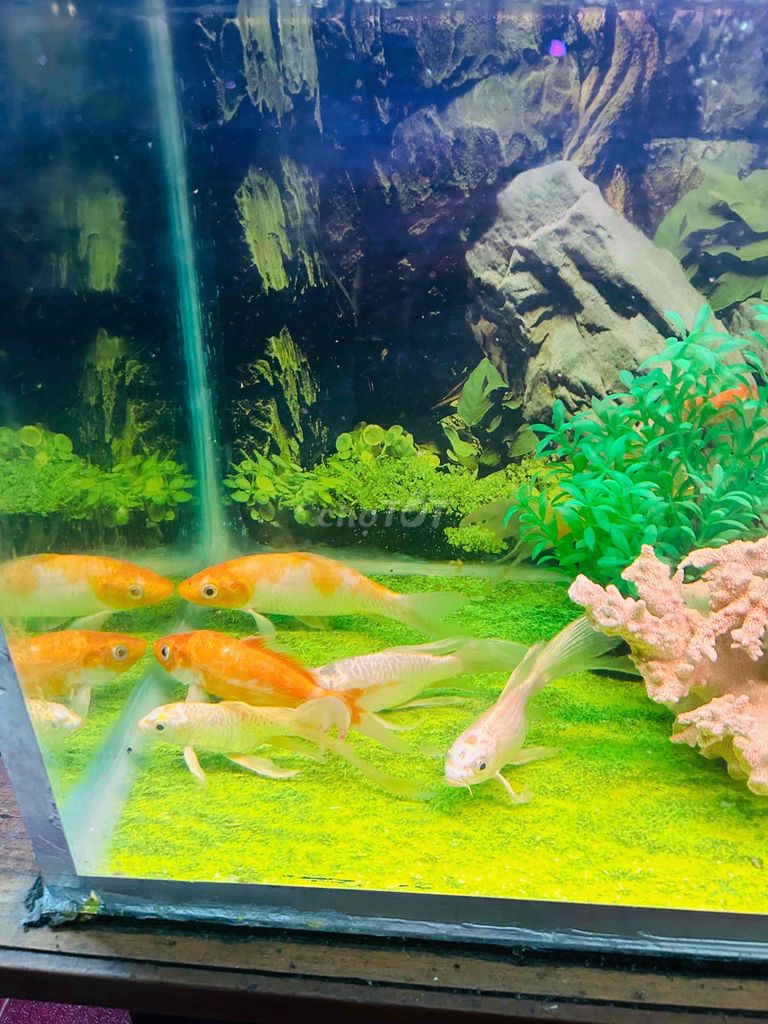Cá chép đuôi phụng 20cm 15cm. Mua bán Thú cưng khác tại Thành phố Thủ Đức Tp Hồ Chí Minh được đăng bởi Lê Đinh Hoàng Vũ hình 1