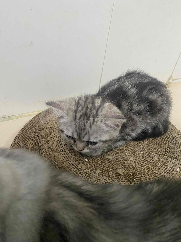 Mèo Anh lông ngắn cái 2 tháng Xám vằn. Mua bán Mèo tại Quận 4 Tp Hồ Chí Minh được đăng bởi Phúc Trần hình 1