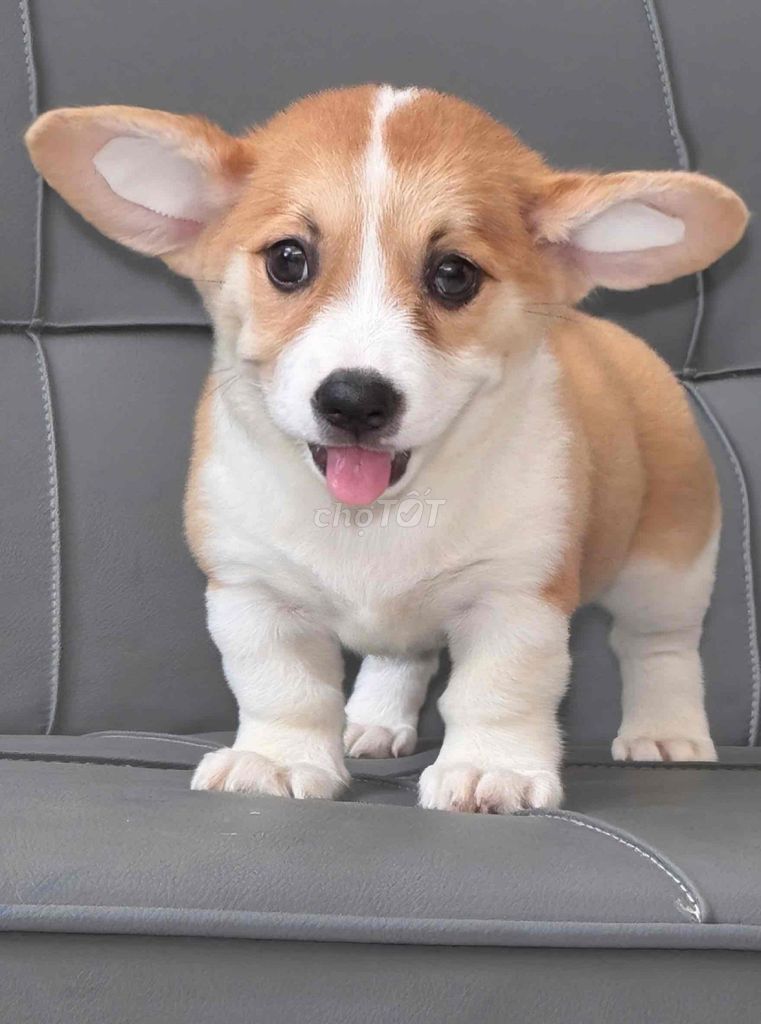 Chó Corgi Vàng trắng thuần chủng. Mua bán Chó tại Quận Bình Tân Tp Hồ Chí Minh được đăng bởi Trang  hình 1
