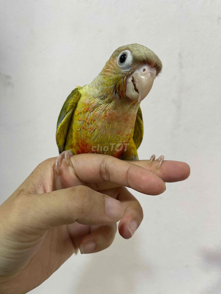 Vẹt Greencheek pine. Mua bán Chim tại Quận Bình Thạnh Tp Hồ Chí Minh được đăng bởi Ken Lê hình 1