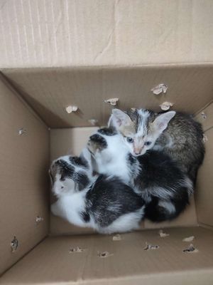 Tìm chủ cho 3 bé mèo