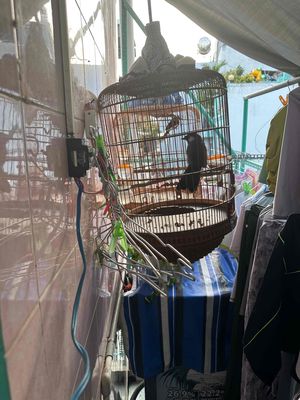 khứu bac má trống. Mua bán Chim tại Quận 10 Tp Hồ Chí Minh được đăng bởi Đăng