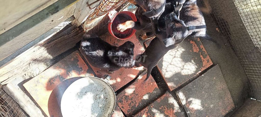 Chó cỏ 1 tháng tuổi. Mua bán Chó tại Quận Ô Môn Cần Thơ được đăng bởi dũng becgie hình 5