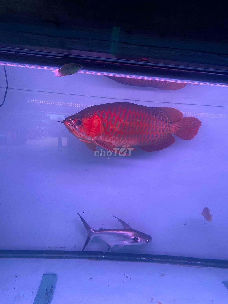 Cá Huyết Long 63cm màu Đỏ. Mua bán Thú cưng khác tại Thành phố Thủ Đức Tp Hồ Chí Minh được đăng bởi Si Va Lẽ Giay Nam Nu Xk hình 1