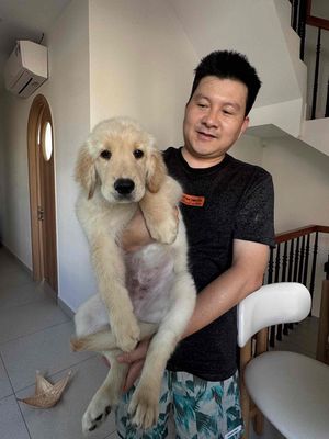 Chó Golden Retriever đực dưới 3 tháng