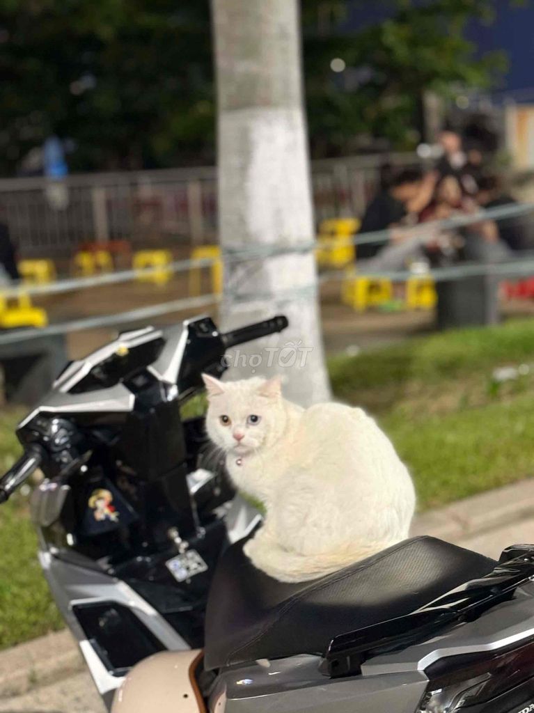 Mèo Trắng. Mua bán Mèo tại Quận Hải Châu Đà Nẵng được đăng bởi Kiều Nga hình 1