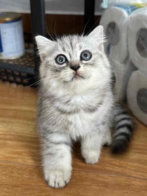 Mèo anh lông ngắn silver tappy thuần chủng