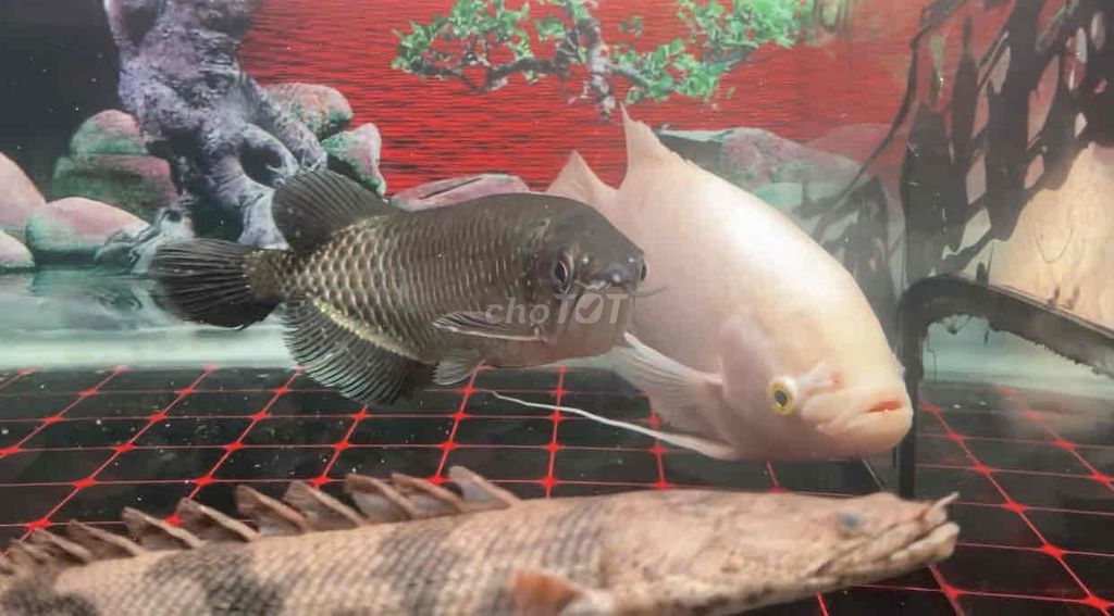 Cá cảnh Kim long Úc 30cm hoặc giao lưu cá khác. Mua bán Thú cưng khác tại Quận Bình Tân Tp Hồ Chí Minh được đăng bởi Mê Cá hình 1