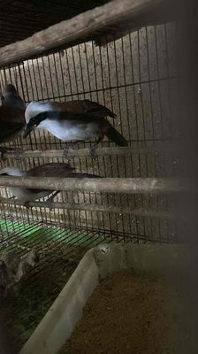 khướu đầu trắng,hay bồ chao. Mua bán Chim tại Quận 12 Tp Hồ Chí Minh được đăng bởi đinh tuân