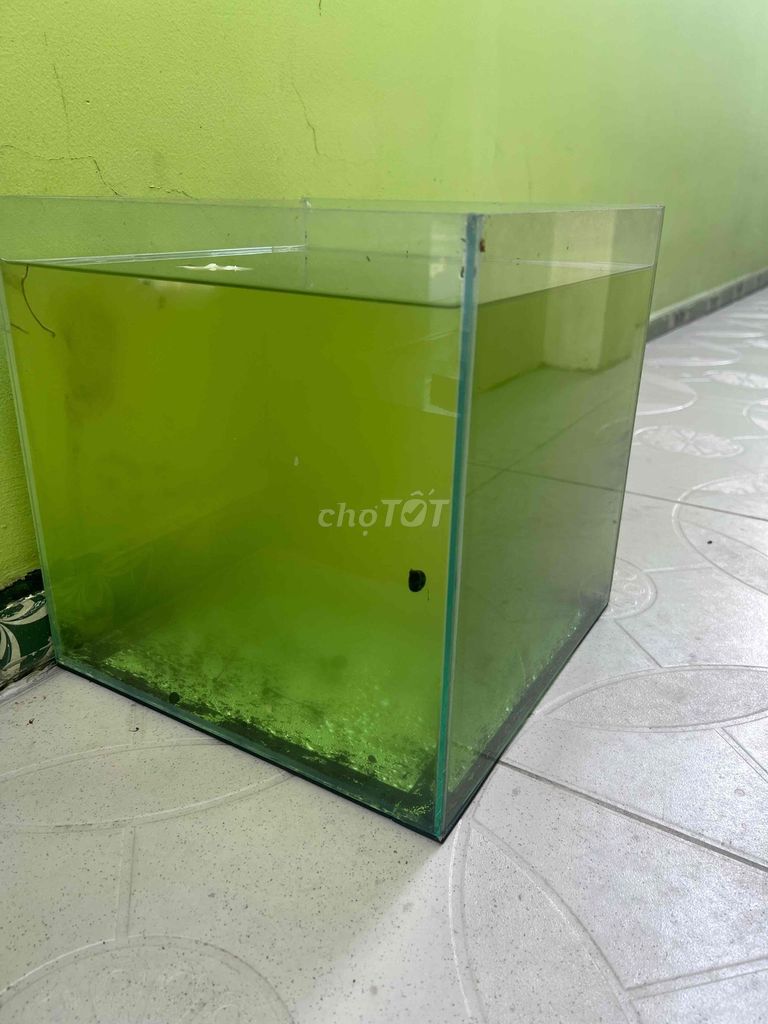 Bể cá kính 30cm. Mua bán Phụ kiện, Thức ăn, Dịch vụ tại Huyện Hóc Môn Tp Hồ Chí Minh được đăng bởi Tran hình 1
