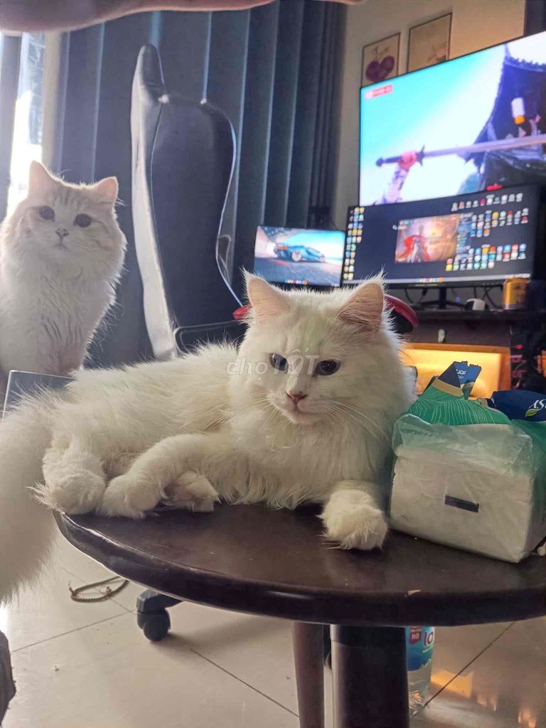 Hoàng tử trắng. Mua bán Mèo tại Huyện Hoài Đức Hà Nội được đăng bởi Lạc Lạc  hình 1
