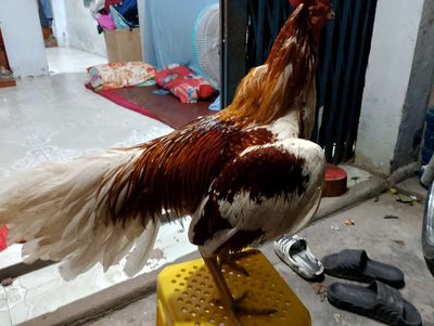 Gà lông 2kg8. Mua bán Gà tại Thành phố Dĩ An Bình Dương được đăng bởi nguoi va chim