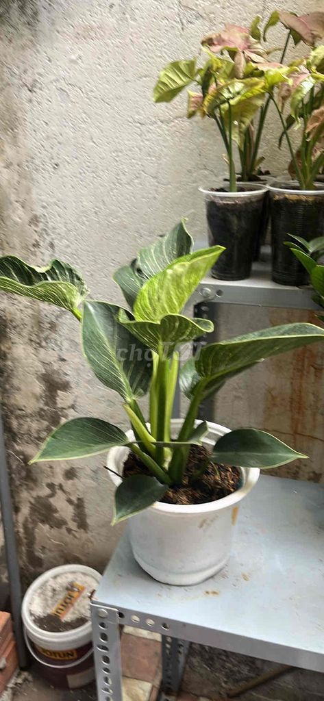 Cây cảnh Đế vương kim cương 30cm. Mua bán Cây cảnh, đồ trang trí tại Quận Tân Phú Tp Hồ Chí Minh được đăng bởi Minh An hình 1