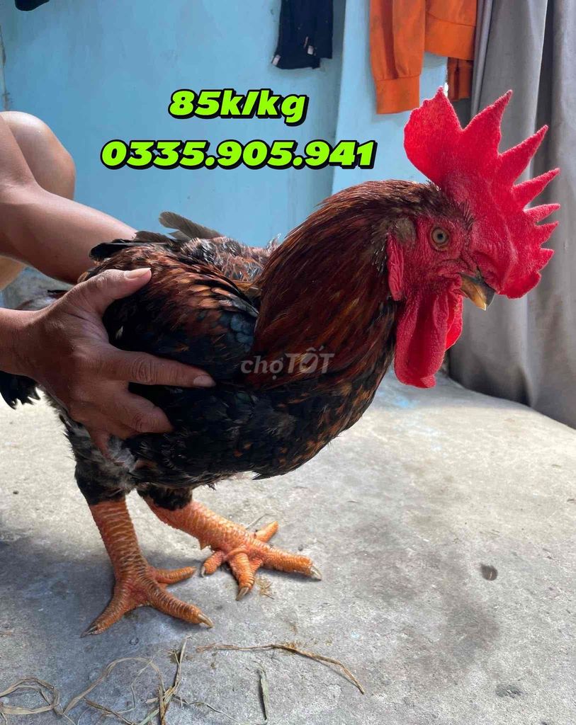 Gà Hồ. Mua bán Gà tại Thành phố Dĩ An Bình Dương được đăng bởi Bảo Bối hình 1