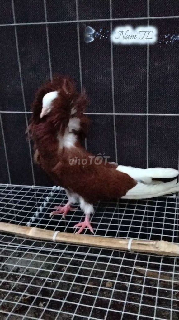 Bồ câu sư tử . Mua bán Chim tại Huyện Tam Bình Vĩnh Long được đăng bởi Tran Van Dep hình 1