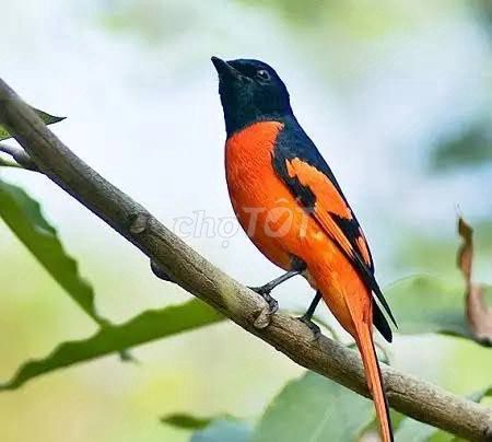 Chim Tiểu hồng tước Đen Cam. Mua bán Chim tại Quận 12 Tp Hồ Chí Minh được đăng bởi Võ Nguyễn Gia Huy hình 1