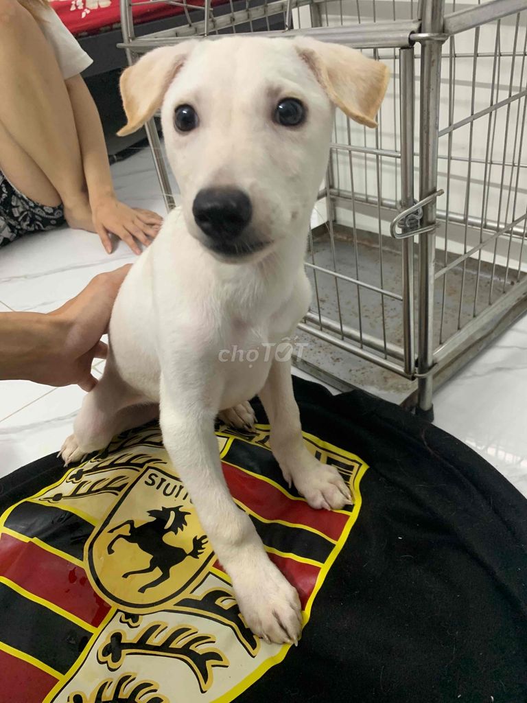 Chó Phốc hươu lai phú quốc 3 th��ng tuổi. Mua bán Chó tại Quận Long Biên Hà Nội được đăng bởi Chi hình 4