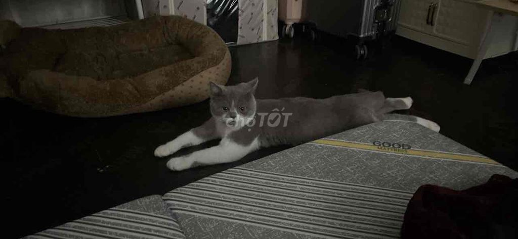 cần bán. Mua bán Mèo tại Huyện Thanh Trì Hà Nội được đăng bởi ruby hình 1
