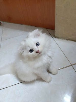 Bán mèo anh lông dài 3 tháng tròn. Mua bán Mèo tại Quận 7 Tp Hồ Chí Minh được đăng bởi Quy Tran