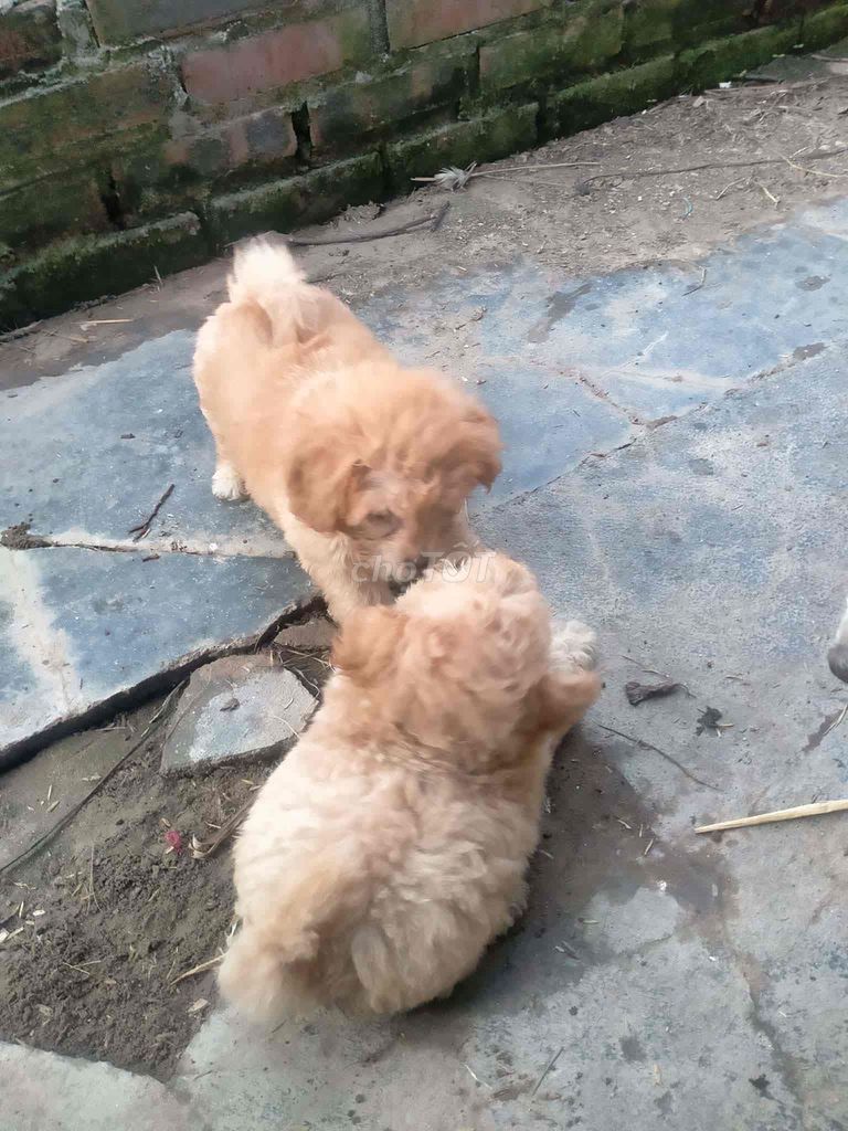 Chó Phốc Sóc Nâu vàng. Mua bán Chó tại Quận Kiến An Hải Phòng được đăng bởi Phạm Đông hình 1