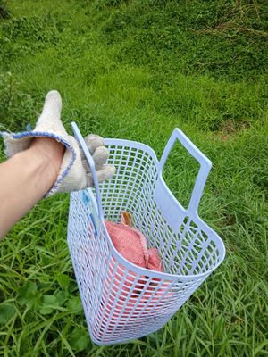 Cỏ tươi cho Bọ ú, thỏ tại Tân Bình - Sài Gòn!. Mua bán Phụ kiện, Thức ăn, Dịch vụ tại Quận Tân Bình Tp Hồ Chí Minh được đăng bởi Thái Huy Hòa