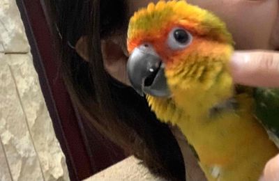 Vẹt Sun non thanh lí. Mua bán Chim tại Huyện Củ Chi Tp Hồ Chí Minh được đăng bởi Nguyen Vi