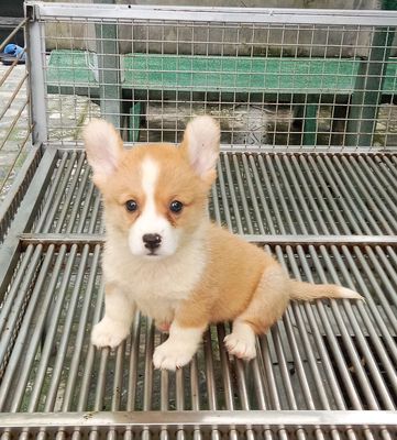 Trại Chó Hoàng Dũng. Corgi Baby