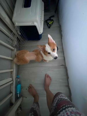 chó corgi.. Mua bán Chó tại Quận 8 Tp Hồ Chí Minh được đăng bởi Nhóc Ken hình 1