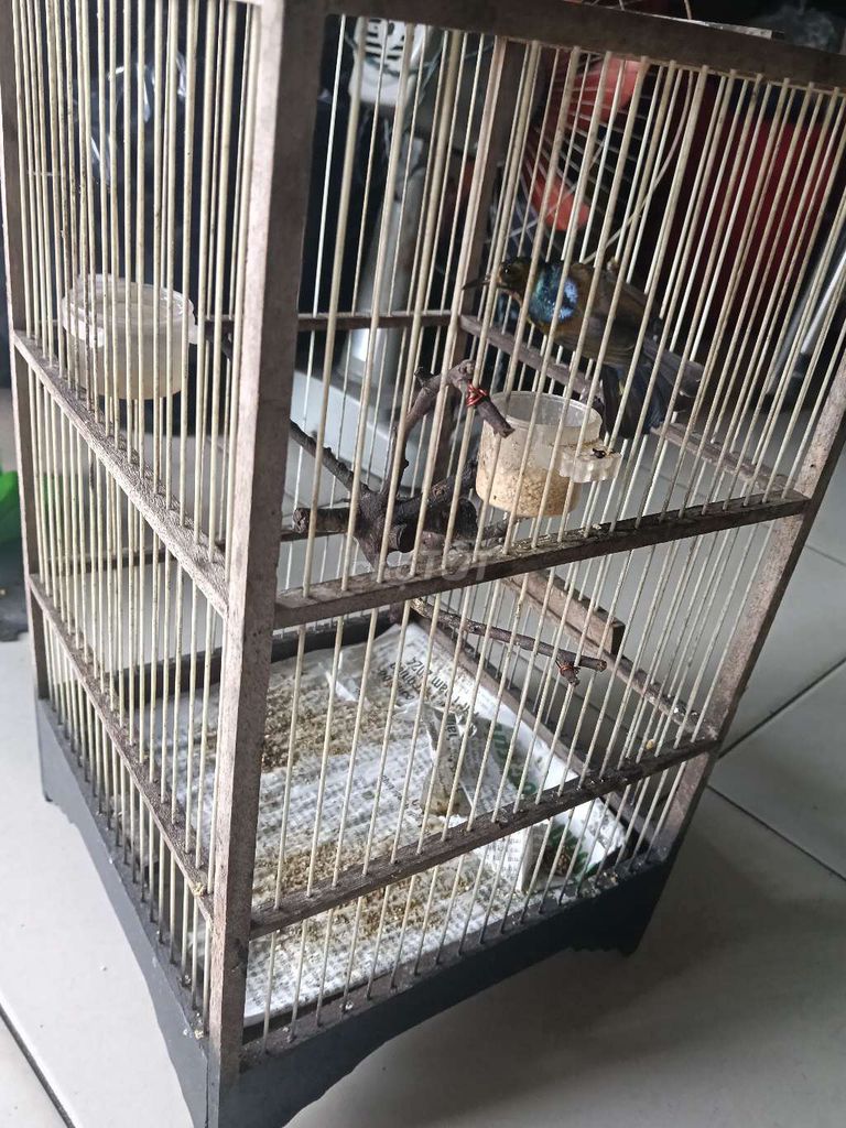 Xanh tím hót hay. Mua bán Chim tại Quận Tân Phú Tp Hồ Chí Minh được đăng bởi Ba lúa miền trung hình 2