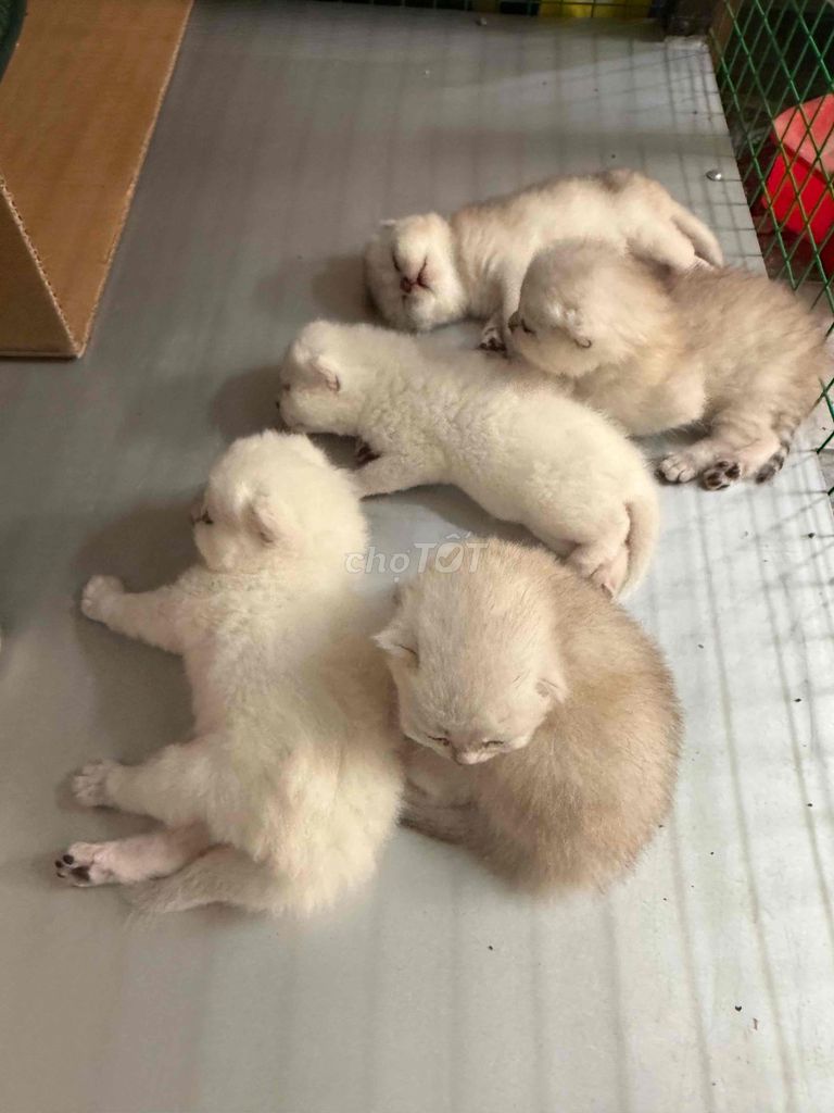 Mèo Anh lông ngắn Silver đàn. Mua bán Mèo tại Quận 12 Tp Hồ Chí Minh được đăng bởi Y thanh hình 1