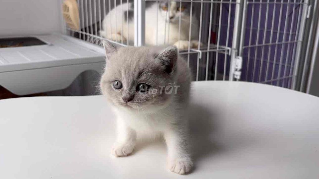 Cái Bililac xinh iu. Mua bán Mèo tại Quận 8 Tp Hồ Chí Minh được đăng bởi Zoey hình 4