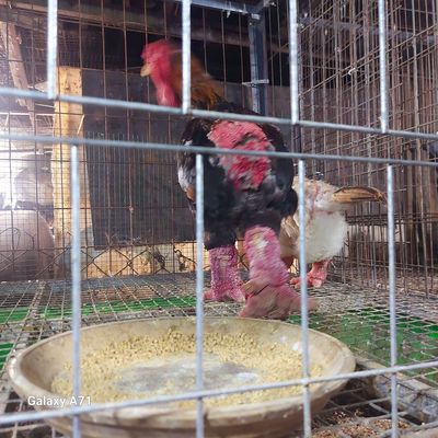 Trống đông tảo 3,4_3,7kg. Mua bán Gà tại Thành phố Thủ Đức Tp Hồ Chí Minh được đăng bởi Gà Cảnh Bình Dương