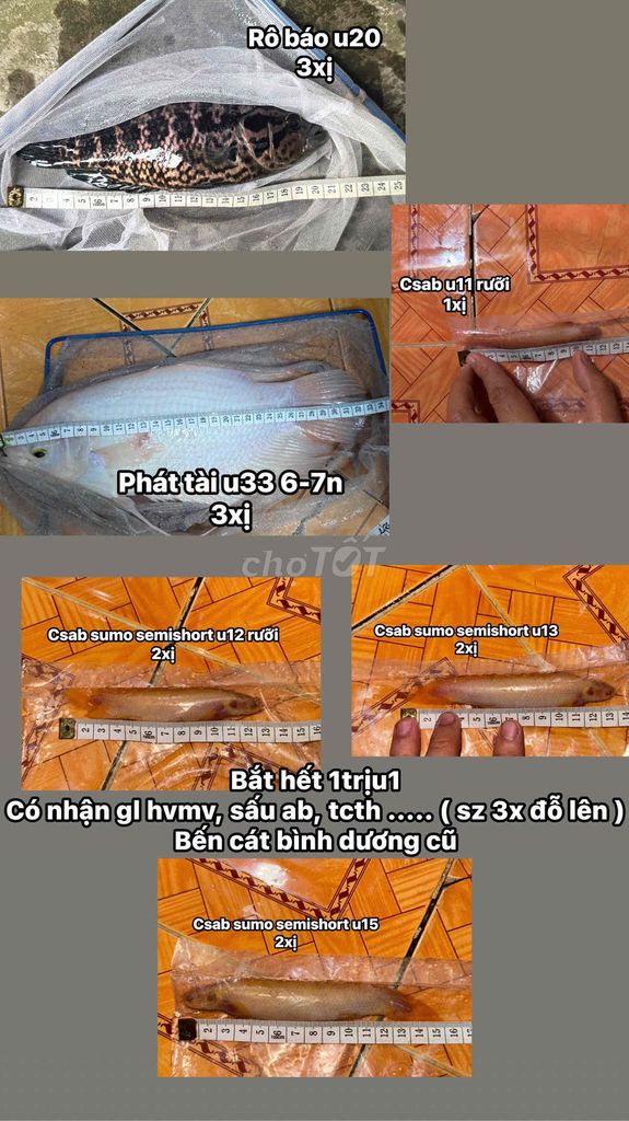 cá săn mồi đủ loại. Mua bán Thú cưng khác tại Thị xã Bến Cát Bình Dương được đăng bởi nhct hình 1