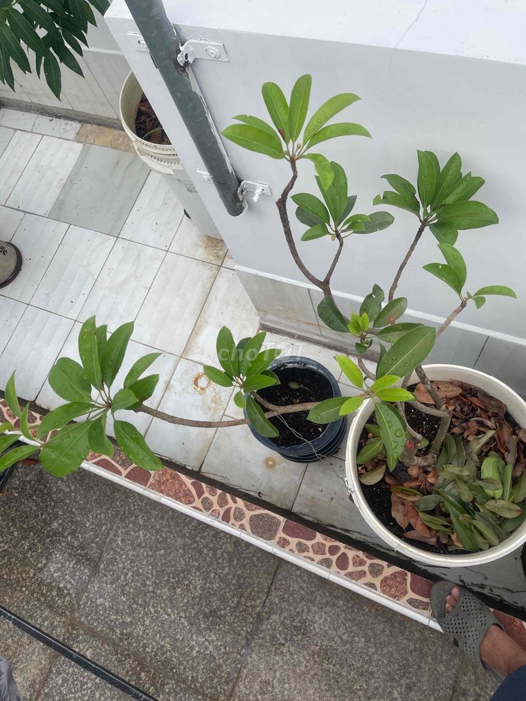 Cây sapoche Trên 1m. Mua bán Cây cảnh, đồ trang trí tại Quận 8 Tp Hồ Chí Minh được đăng bởi Nam hình 1