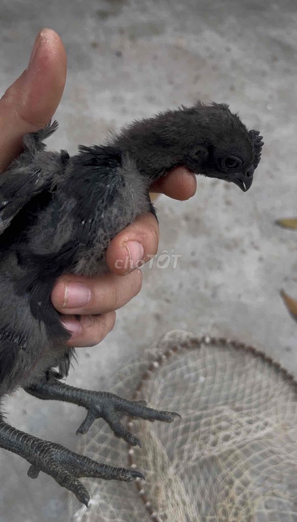 bán đàn gà đen mặt quỷ 5 con. Mua bán Gà tại Thành phố Thái Bình Thái Bình được đăng bởi duong thuong con hình 1