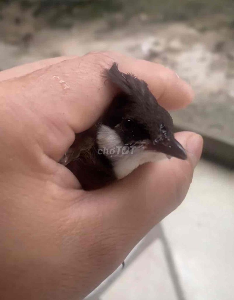 chào mào non tơ. Mua bán Chim tại Quận 8 Tp Hồ Chí Minh được đăng bởi Chào mào bổi  hình 1