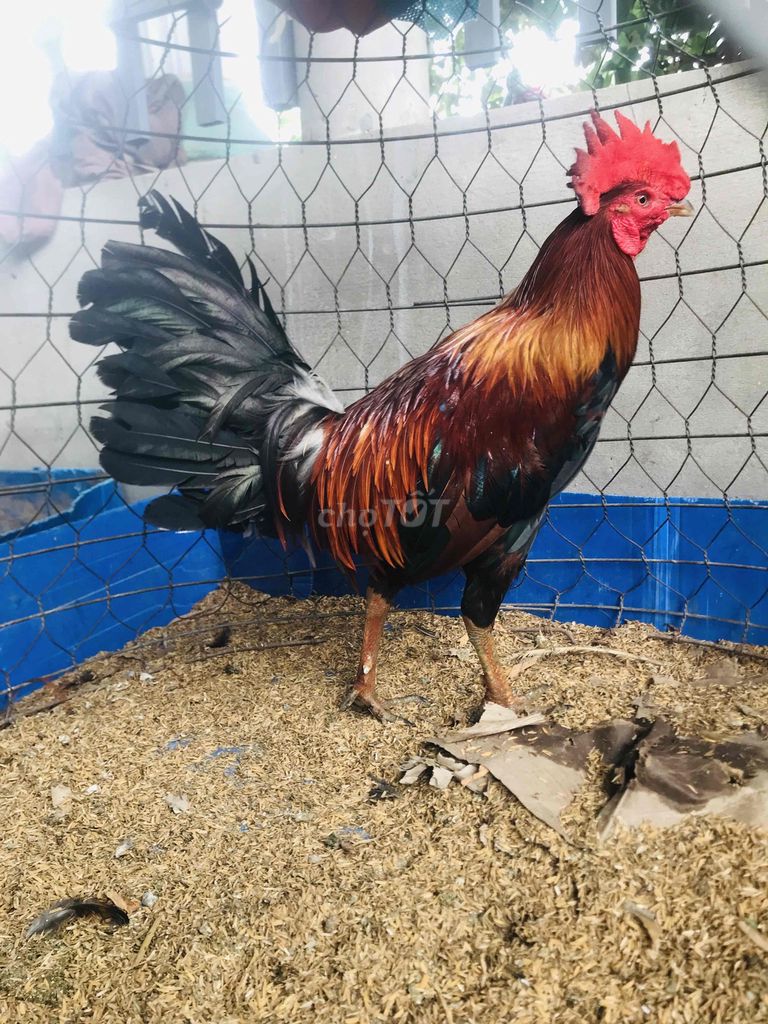 Gà chọi Điều đỏ 2.8kg trên 10 tháng. Mua bán Gà tại Huyện Mang Thít Vĩnh Long được đăng bởi Hưng Quoc hình 1