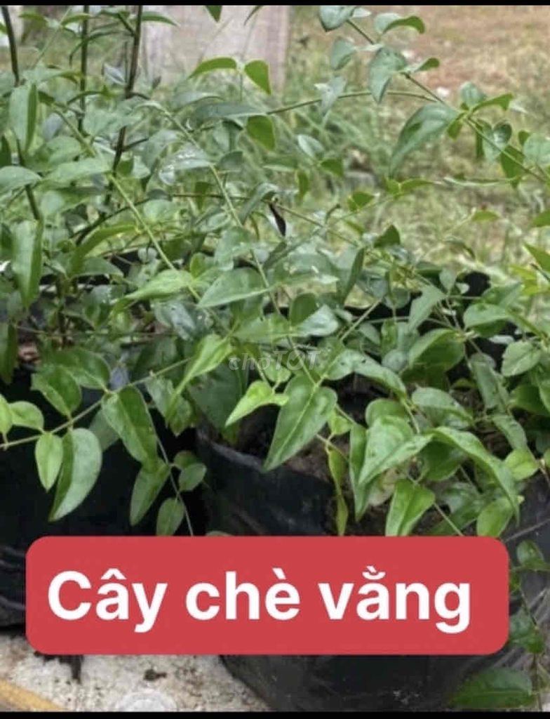 cây chè Dung,chè vằng lá nấu uống h/ngày tốt Sk