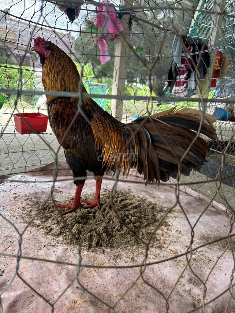 Gà chọi 3kg Đực Nâu đen. Mua bán Gà tại Huyện Gò Công Tây Tiền Giang được đăng bởi Nhứt  hình 1