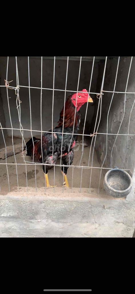 tía chân vàng lên đè xuống chui, gà phá xươngđònto. Mua bán Gà tại Huyện Thường Tín Hà Nội được đăng bởi Nguyen trung hieu hình 1