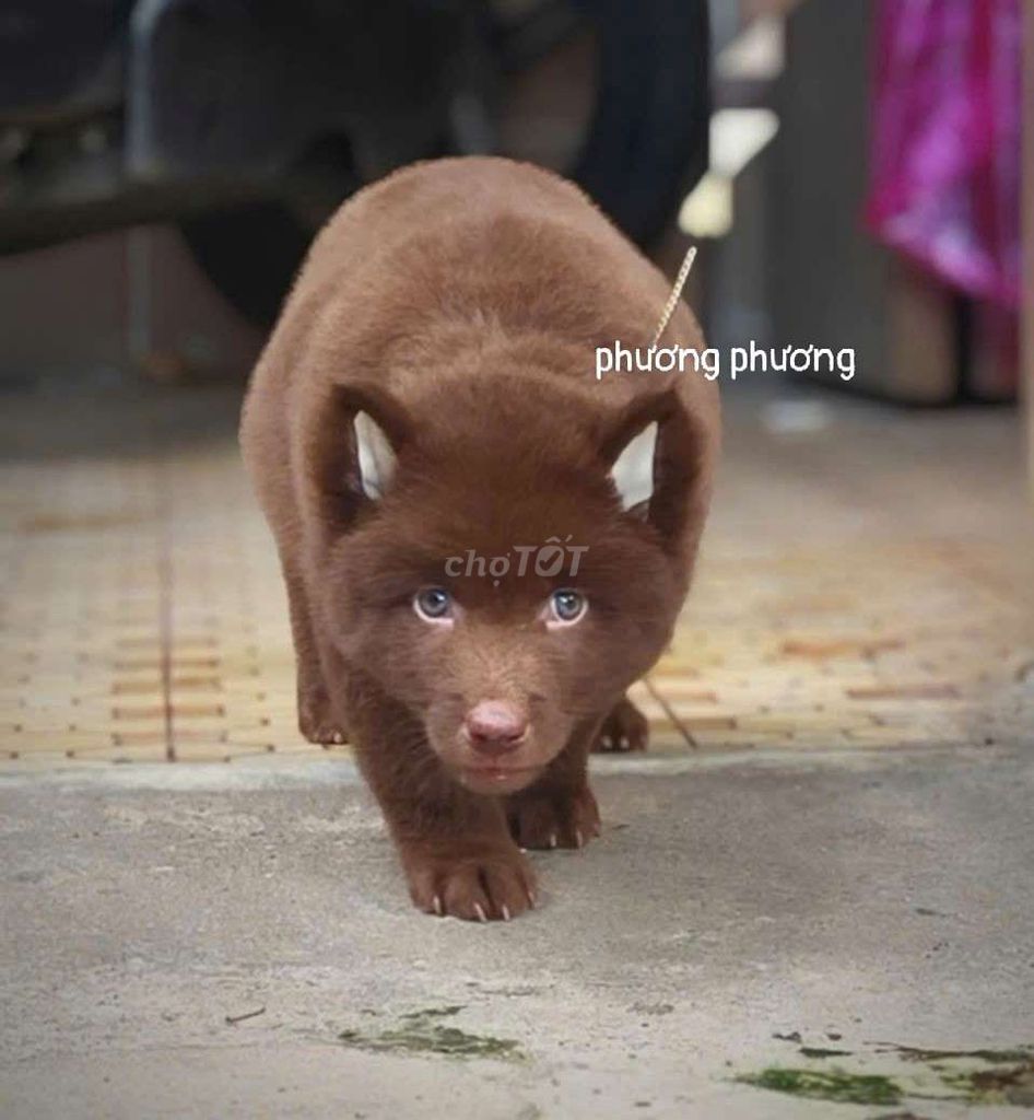 Chó mông cộc nâu đỏ đực. Mua bán Chó tại Quận Gò Vấp Tp Hồ Chí Minh được đăng bởi Lan Phương hình 1