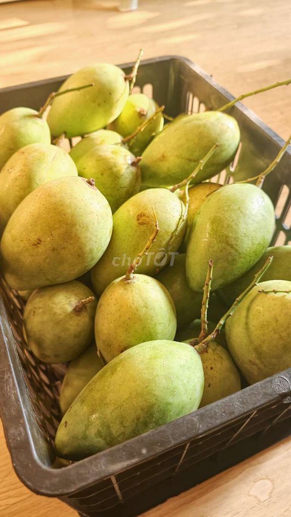 Xoài cái Chu . Măng cụt. Mua bán Đồ ăn, thực phẩm và các loại khác tại Quận Bình Tân Tp Hồ Chí Minh được đăng bởi bo hình 1