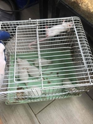 thanh lý chuột bạch giá rẻ. Mua bán Thú cưng khác tại Quận Thanh Khê Đà Nẵng được đăng bởi Dương Quang Triều