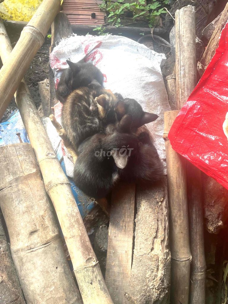 Mèo con giống nhỏ 4 tháng chưa tiêm. Mua bán Mèo tại Huyện Dương Minh Châu Tây Ninh được đăng bởi Nguyen Linh hình 1