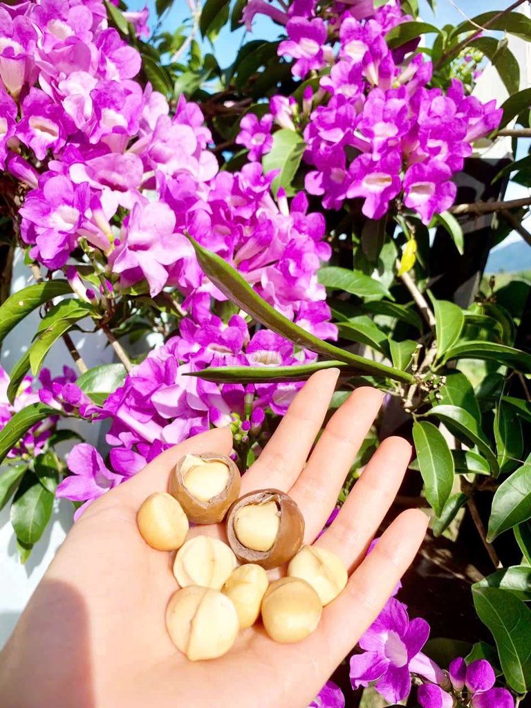 Mắc ca nhà trồng. Mua bán Đồ ăn, thực phẩm và các loại khác tại Thành phố Thủ Dầu Một Bình Dương được đăng bởi Trần công phước hình 2